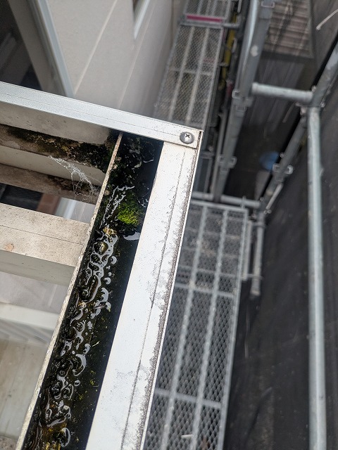 雨樋に生えた苔